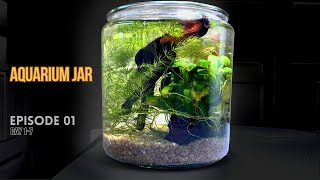 Shrimp Jar Ecosystem fueled by Sunlight Only No Electricity [upl. by Treblih]