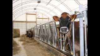 Grobrook Farms 50 x 145 BRITESPAN Heifer Barn [upl. by Zigrang]