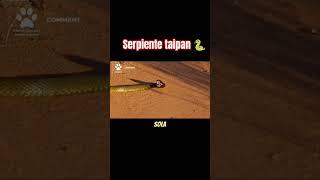 La Serpiente Taipan 🐍 [upl. by Kcirred]