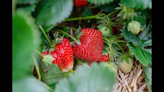 My Huge Strawberry Farm in Africa [upl. by Gnouh]