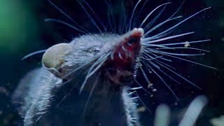 Ferocious Shrews Fight For Mating Rights  Life Of Mammals  BBC Earth [upl. by Yeltnarb346]