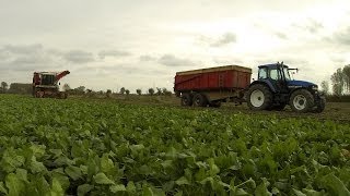 Bieten rooien met Agrifac WKM 9000 afvoer door New Holland tm135  Record tandem [upl. by Laughton]