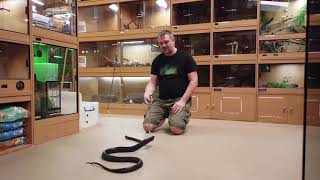 Sulawesi black mangrove snake [upl. by Benge]