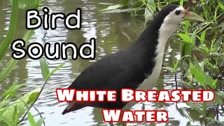 Suara pikat Ruak ruak  White Breasted Waterhen Bird Sound 2020 [upl. by Ringe]