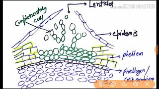 phellem phellogen or phellodermperiderm creation or extra stealer secondary growth in hindi [upl. by Sheeree570]