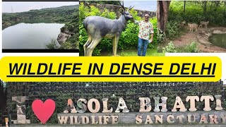 Asola Bhati wildlife sanctuaryunbelievable safari of hidden gemtrending videoviralvideo [upl. by Ilzel]