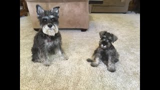 Schnauzer Puppy Convinces Adult Dog To Play [upl. by Laven]