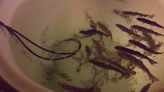 Aquaponic Rainbow Trout and the reasons for quarantine [upl. by Dirraj162]