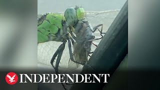 Im disgusted Dragonfly devours horsefly in gruesome video [upl. by Girhiny]