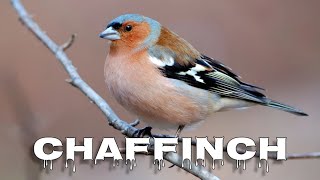 Eurasian chaffinch song [upl. by Halbeib263]