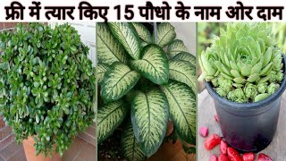 फ्री में त्यार किए 15 पौधो के नाम ओर दामIndoor Plants Name With Price Grow By Cutting In June [upl. by Esyla]