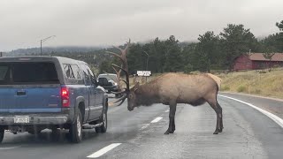 Bull elk attacks truck in Estes Park [upl. by Warde]