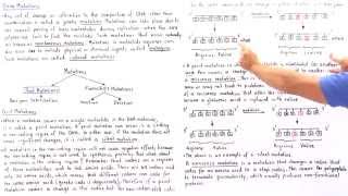 Point Mutations BasePair Substitutions [upl. by Leirad204]