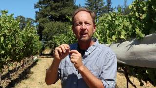 The different profiles amp regions of Napa Valley Cab Steve Matthiasson [upl. by Whorton]