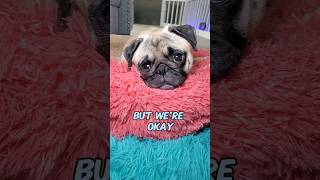 Im here with you 💜 dog pug cute funny pets fyp shorts [upl. by Koorb27]