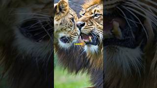 Lion vs Tiger  zackdfilms  shorts shortsvideo viral funny lion tiger animals [upl. by Sej666]