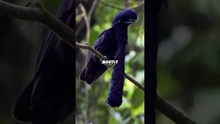 Bird Swallowed Stick  LongWattled Umbrellabird🐦‍⬛☂️ birds animals animalshorts [upl. by Ganiats]