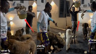 Naira Marley and Zinoleesky Feeding 12 Giant Dogs with Full Life Chicken as the Vibe Vawulence [upl. by Eerhs746]