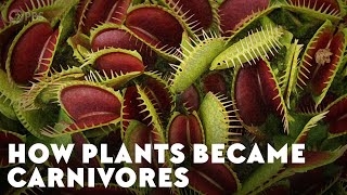 How Plants Became Carnivores [upl. by Madonia637]