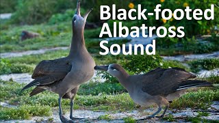 Have you ever heard the beautiful sound of BLACK FOOTED ALBATROSS Blackfooted albatross [upl. by Darce]