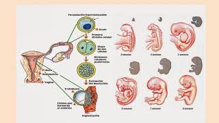 Video conferencia Crecimiento y Desarrollo Craneofacial [upl. by Bale822]