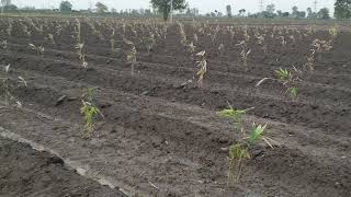 Bamboo farming  Bambusa Tulda at Hisar Haryana [upl. by Getraer503]