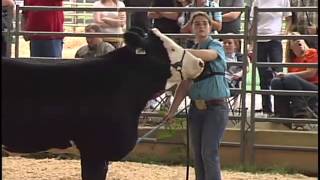 Jr Beef Cattle Show  2013 Williamson County Fair [upl. by Arhsub]