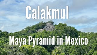 Mayan Pyramid Calakmul in Mexican Jungle 4k [upl. by Nagrom]