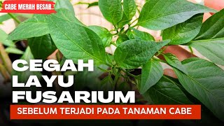 CEGAH LAYU FUSARIUM SEBELUM TERJADI PADA TANAMAN CABE [upl. by Odlonyer]