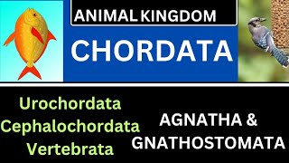 CHORDATA AGNATHAGNATHOSTOMATAUROCHORDATACEPHALOCHORDATA VERTEBRATATGT SCIENCELTRNCERT [upl. by Amedeo]