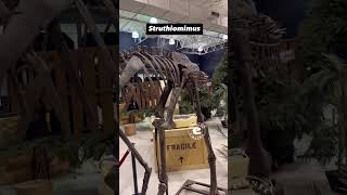 Struthiomimus Toothless Dinosaur on Display at Dino Lab [upl. by Anallise]