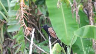 The Lesser coucal calls 番鵑叫聲 [upl. by Ramhaj]