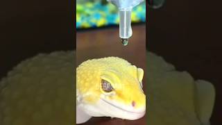 How to make Hydrophobic powder in home  sceince fact amazing [upl. by Shaun473]