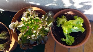 Balkon Garten Gemüse KW45  Urban Gardening  Gärtnergold schürfen auf dem Balkon  Komposternte [upl. by Ysak]