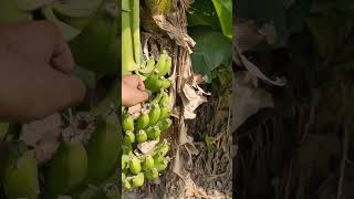 Banana Bunches Unripened fruit fruit beauty nature flowers satisfying farming [upl. by Saidel]