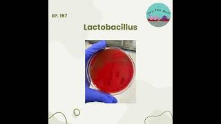 157 Lactobacillus [upl. by Llerrot480]