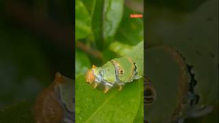 Caterpillar eating live  caterpillar eating citrus fruit leaf  honey beebusiness beebusiness [upl. by Slaughter611]