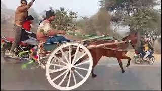 churu horse race 🐴 14022024 5 km ki sikar to Laxmangarh Sikar ka horse winner 🏆♥️♥️♥️ [upl. by Scevour537]