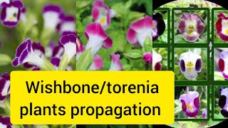 Purple moon Wishbonetorenia plants propagationviralvideogardenflowers gardeningnature plants [upl. by Sugirdor]