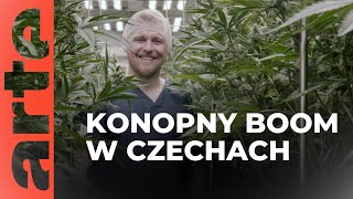 Czechy konopny boom  ARTEtv Dokumenty LEKTOR PL [upl. by Ellicott278]