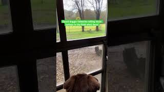 Senior Border Collie Barking at Wild Turkeys in the Country dog bordercollie seniordogs [upl. by Hogle]