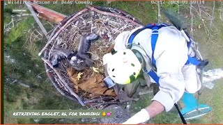 MIAMIDADE EAGLES BANDING DAY FOR R6 🐥💫 WILDLIFE RESCUE OF DADE COUNTY RETRIEVES R6 🤩 21724 [upl. by Ademordna]