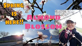 ALMOND BLOSSOM Spring is here [upl. by Rask535]