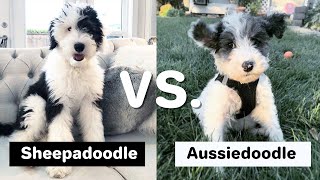 Sheepadoodle vs Aussiedoodle Breed Comparisons [upl. by Maurizia]