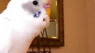 Talking Parakeet Inkochan インコ ピヨ吉おしゃべり [upl. by Brandi]