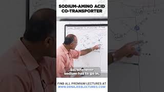 Sodium amino acid cotransporter [upl. by Boswell]