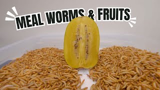 10000 Worms and Fruits [upl. by Aknayirp]