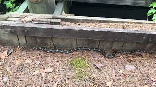 black snake dismal swamp canal [upl. by Showker]