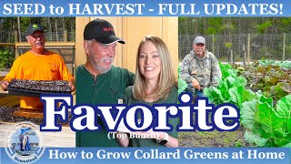 How to Grow our FAVORITE Collard Greens from SEED to Harvest at Home [upl. by Winnie]