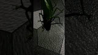 Giant falseleaf katydid insect sound🥰❤short video [upl. by Deck707]